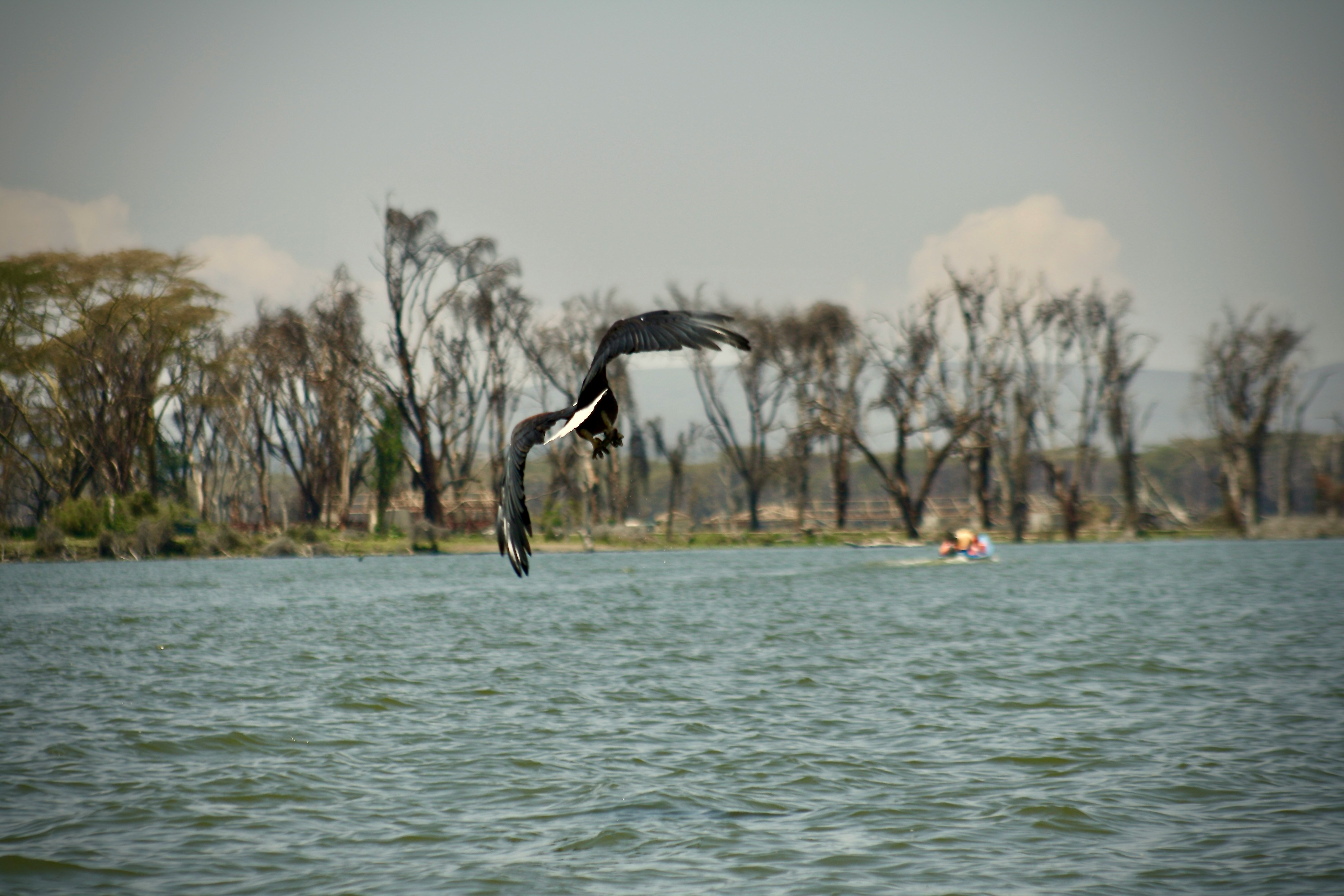 Lake Naivasha National Park