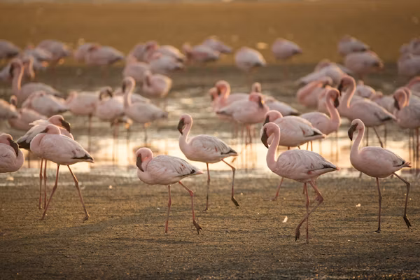 5 DAYS 4 NIGHTS MARA/NAKURU/NAIVASHA ITINERARY