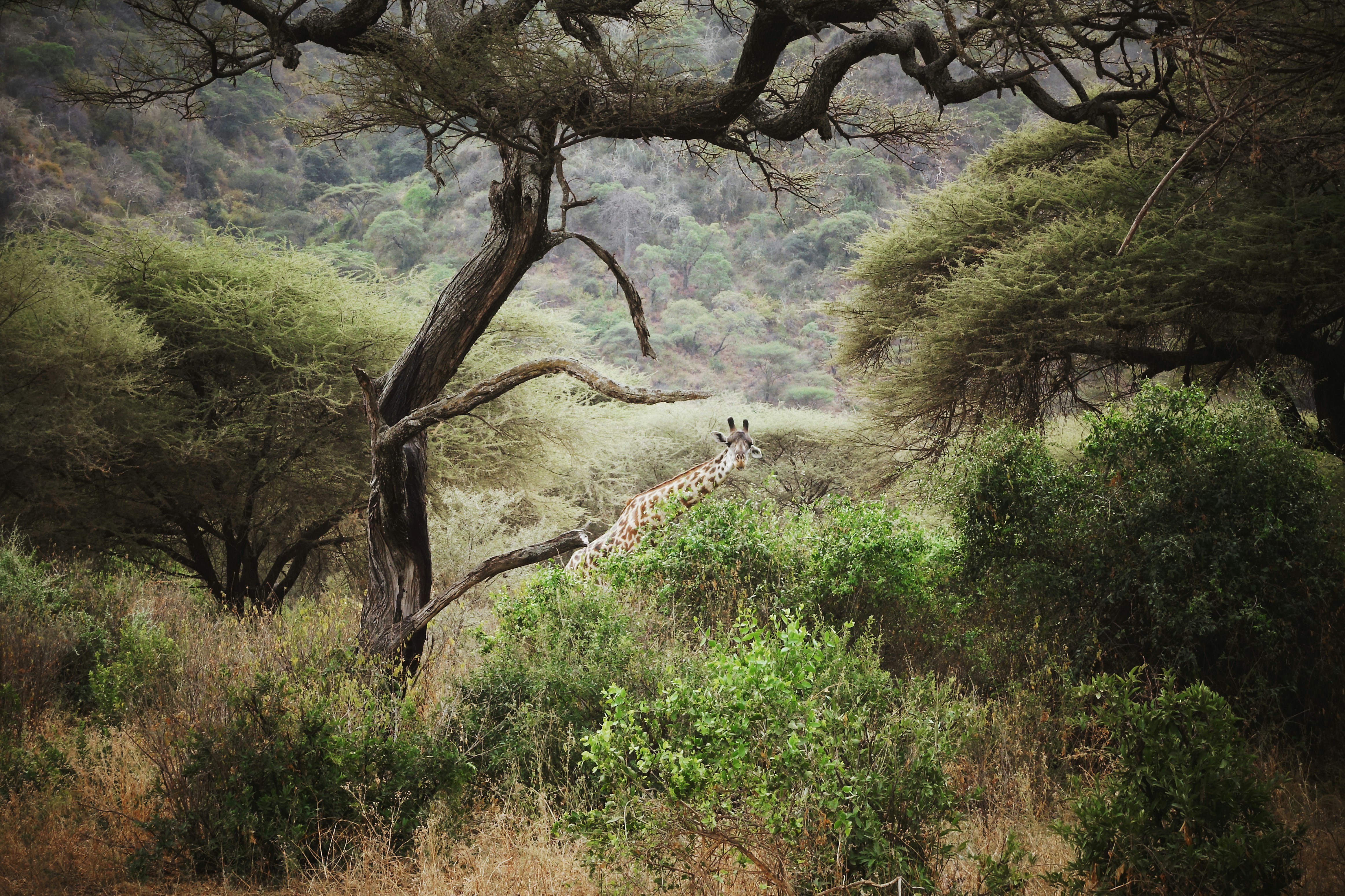 Lake Manyara National Park image 1