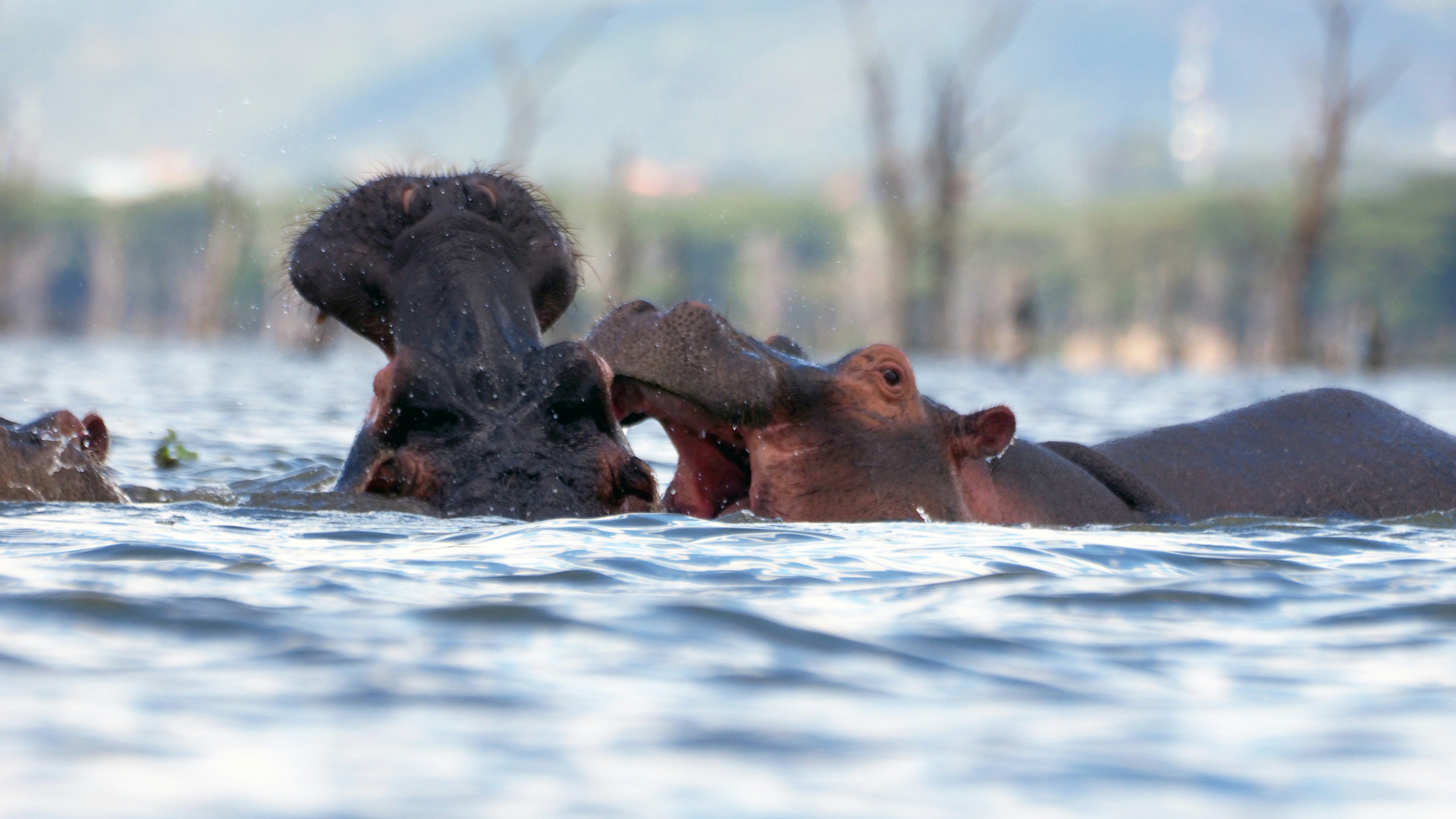 Lake Naivasha National Park image 1