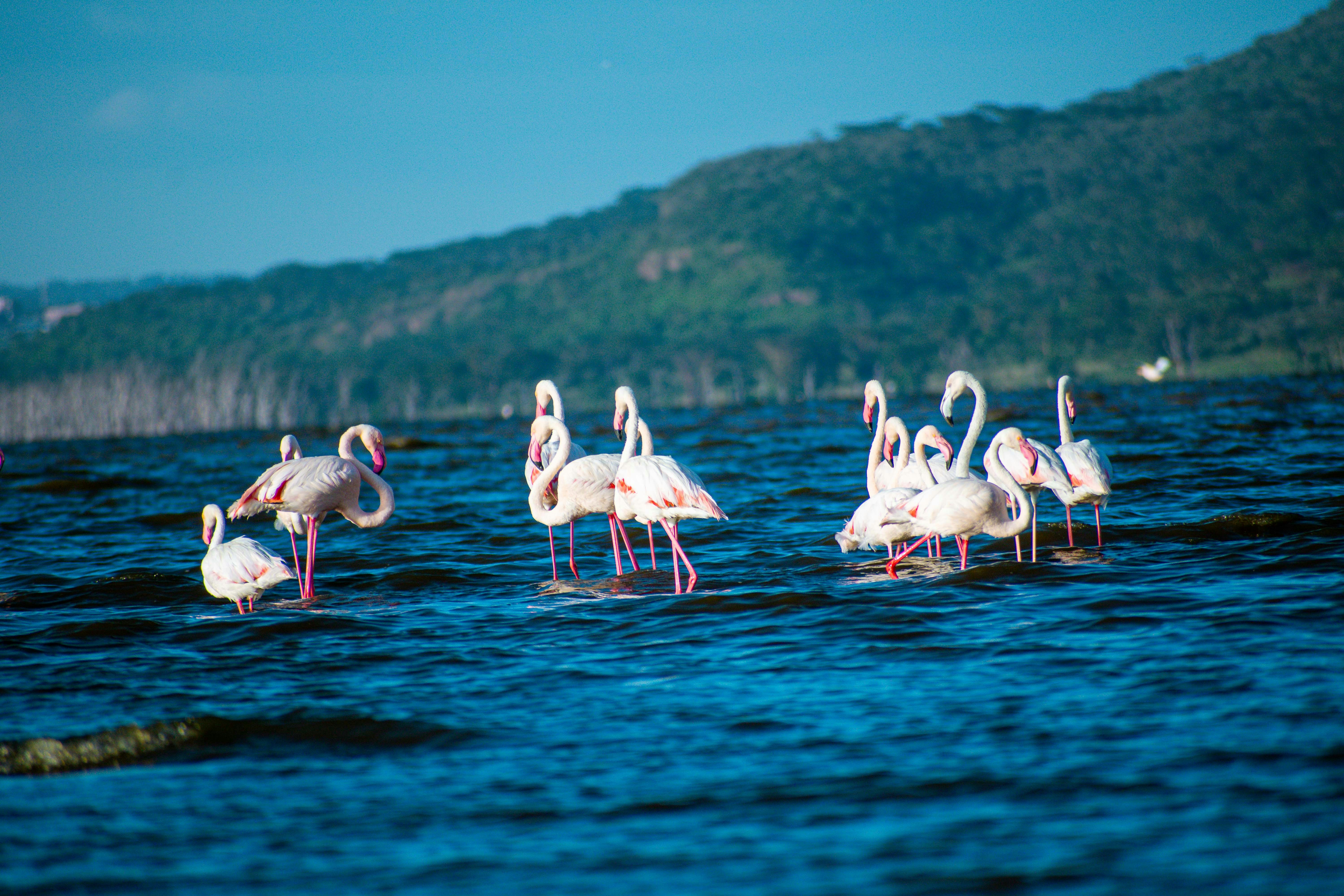 Lake Nakuru National Park image 1
