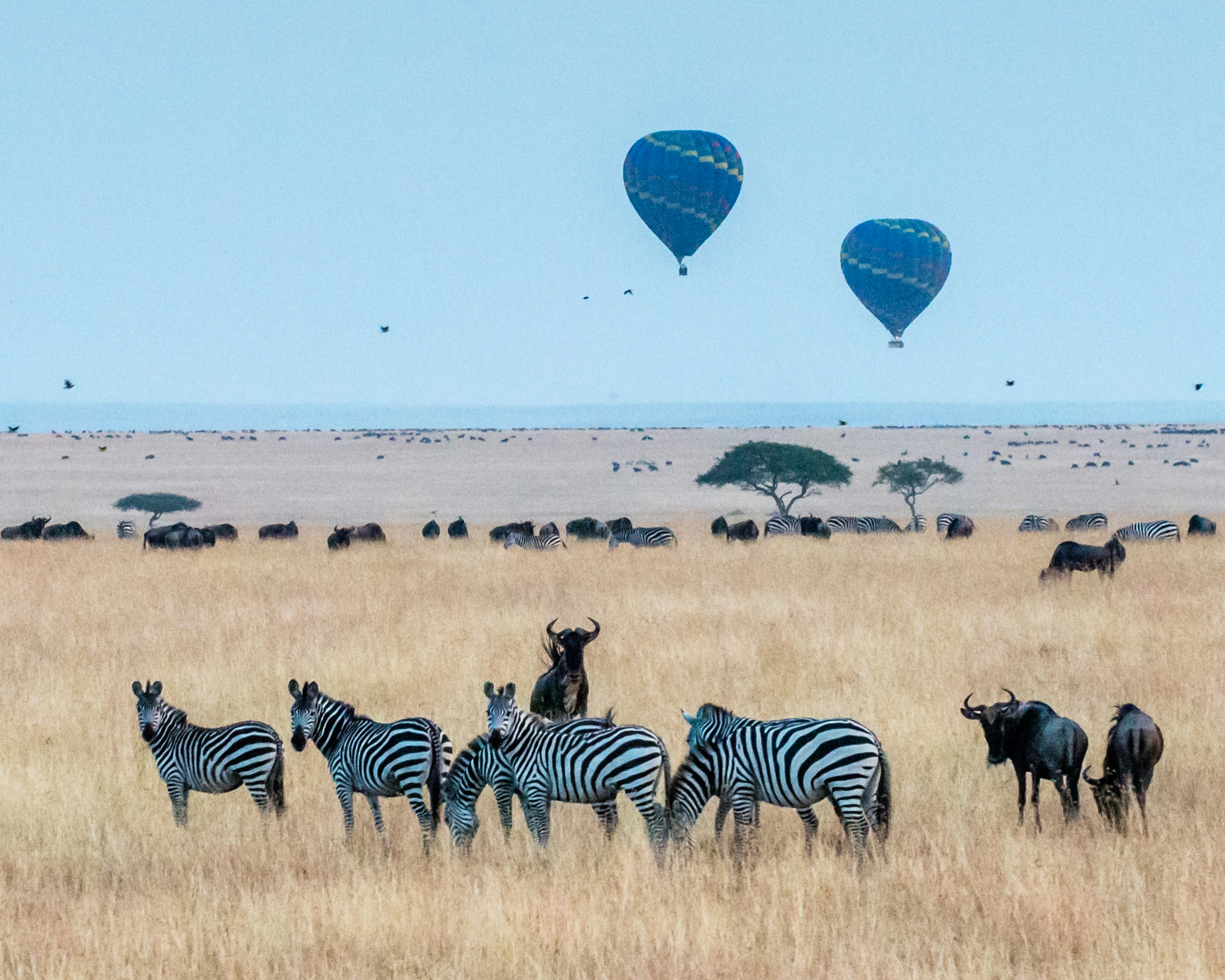 Maasai Mara National Reserve image 1