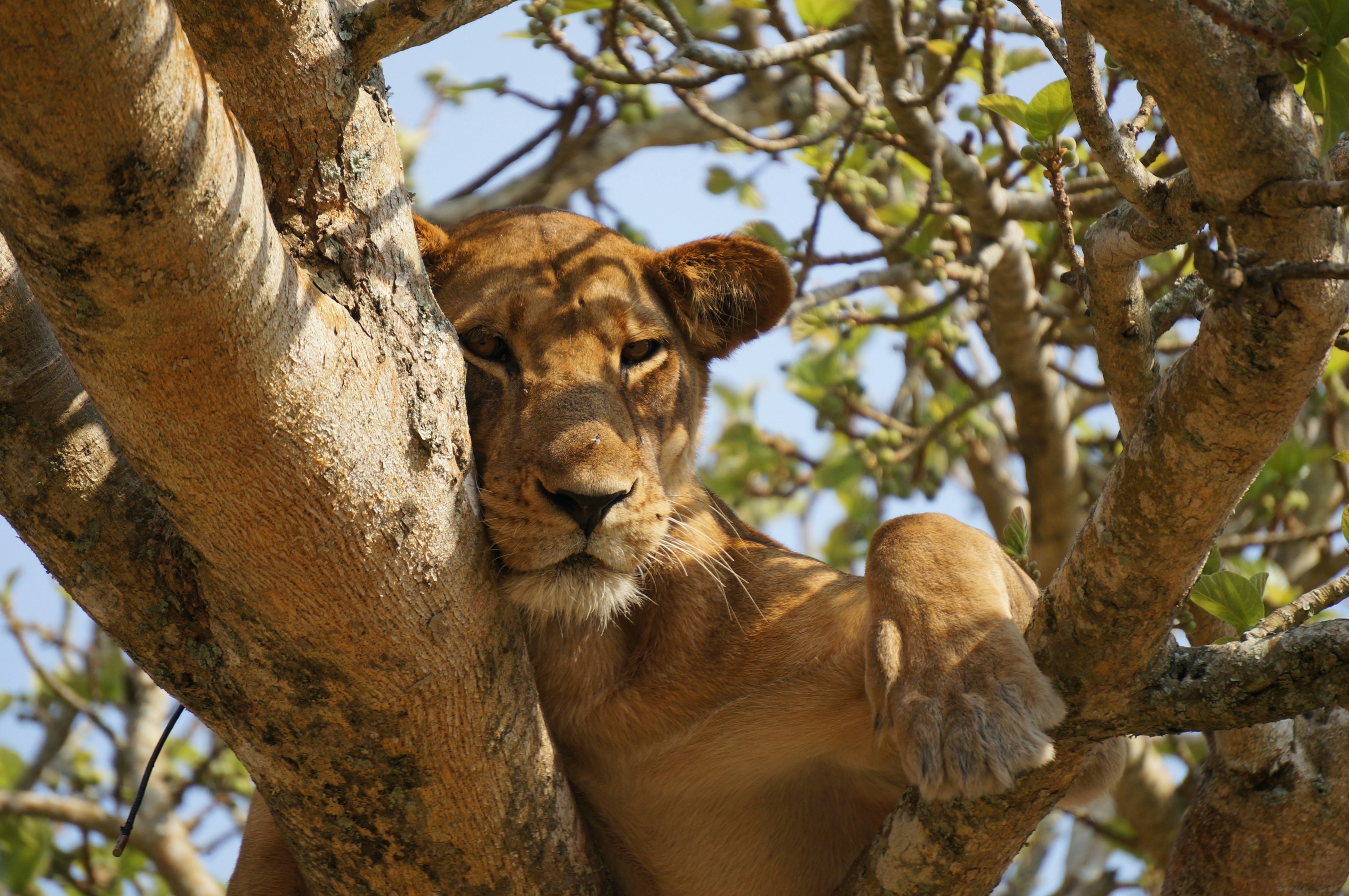 Queen Elizabeth National Park image 1