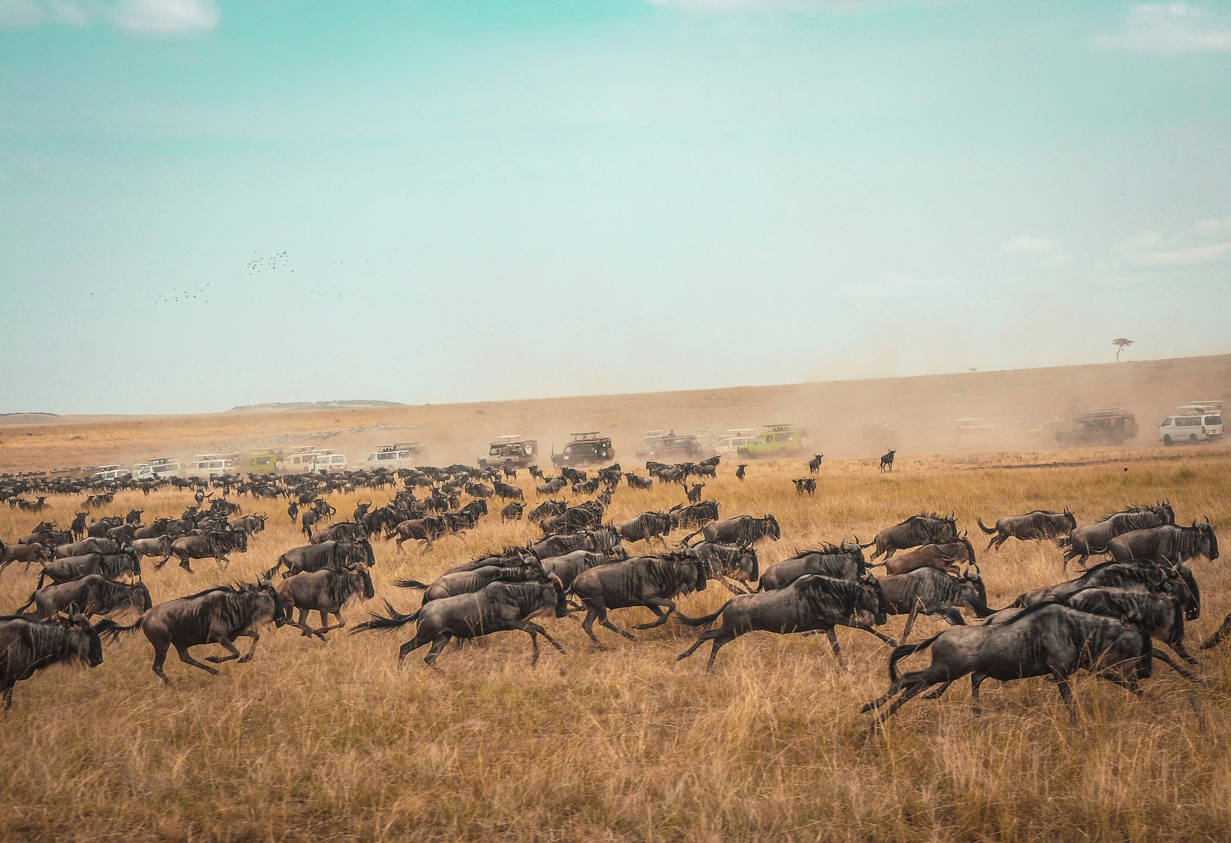 4 DAYS 3 NIGHTS MARA/NAIVASHA ITINERARY